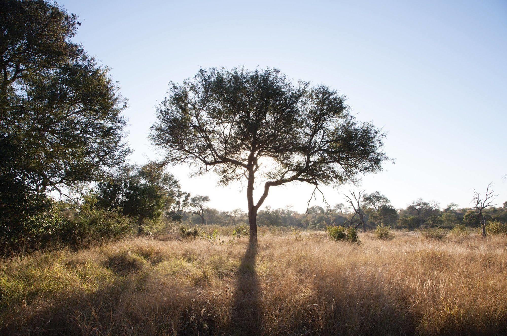 Kings Camp Private Game Reserve Klaserie Private Nature Reserve Exterior foto